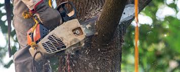 Best Tree Preservation Services  in Beechwood, MS