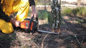 Best Lawn Mowing  in Beechwood, MS