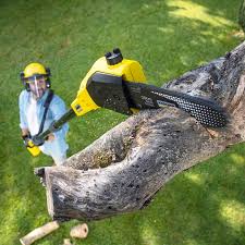 Best Soil Testing and Treatment  in Beechwood, MS