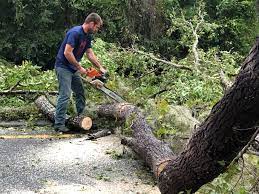 Professional Tree Care in Beechwood, MS