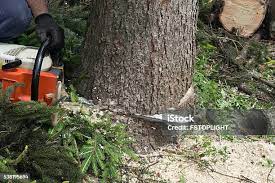 Best Tree Removal  in Beechwood, MS
