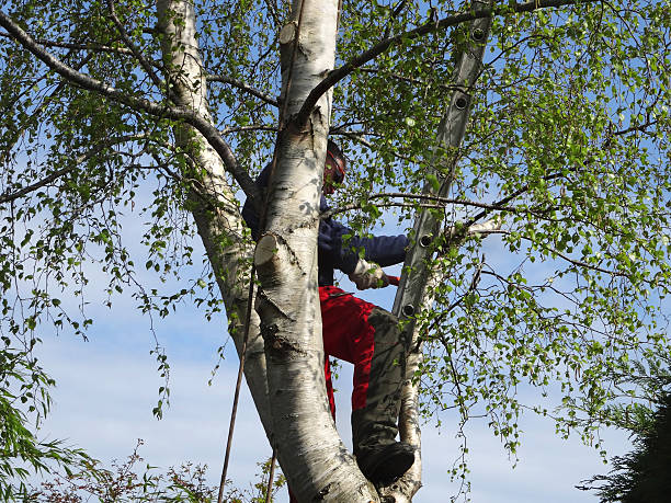 How Our Tree Care Process Works  in  Beechwood, MS