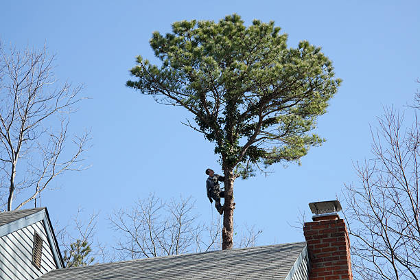Best Tree and Shrub Care  in Beechwood, MS