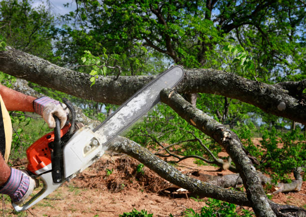 Soil Testing and Treatment in Beechwood, MS